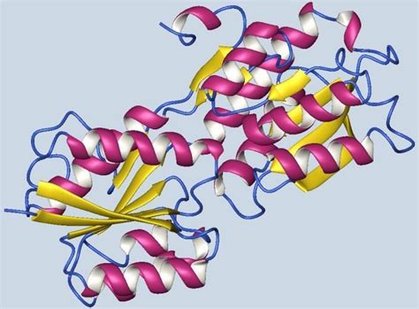  Elastina: Uma Maravilha da Natureza para Aplicações Biomédicas de Alto Desempenho!